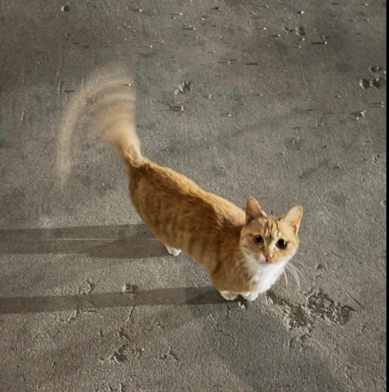 猫咪开屏#猫猫