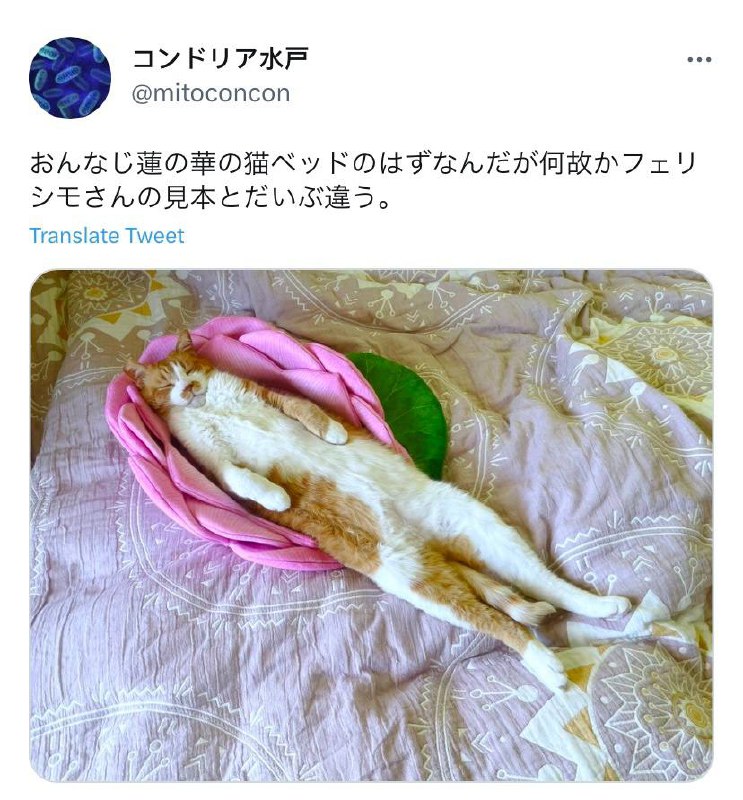 明明是同一款莲花猫窝，为什么差别这么大......😅#猫猫明明是同一款莲花猫窝，为什么差别这么大......😅#猫猫