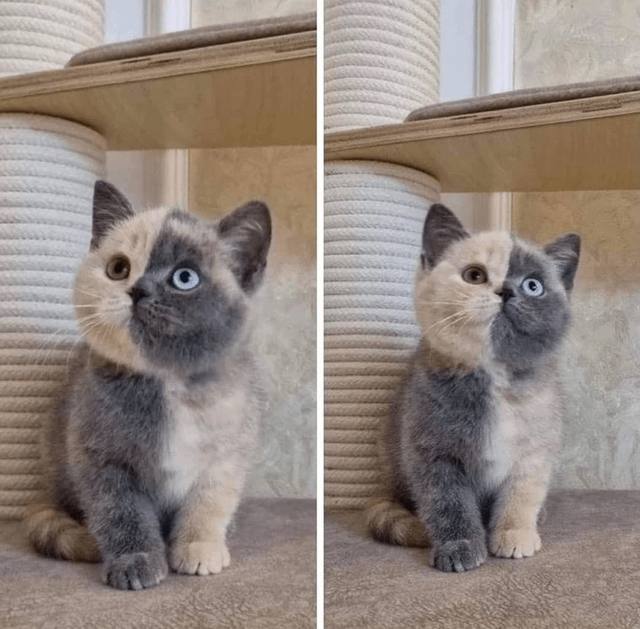 #猫猫
