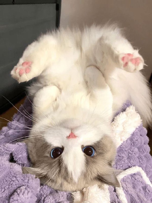 #猫猫