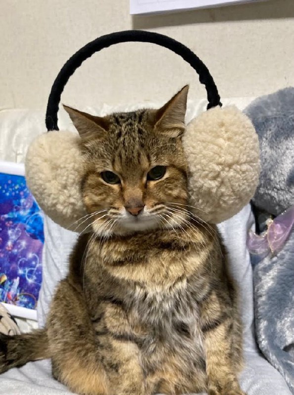 #猫猫