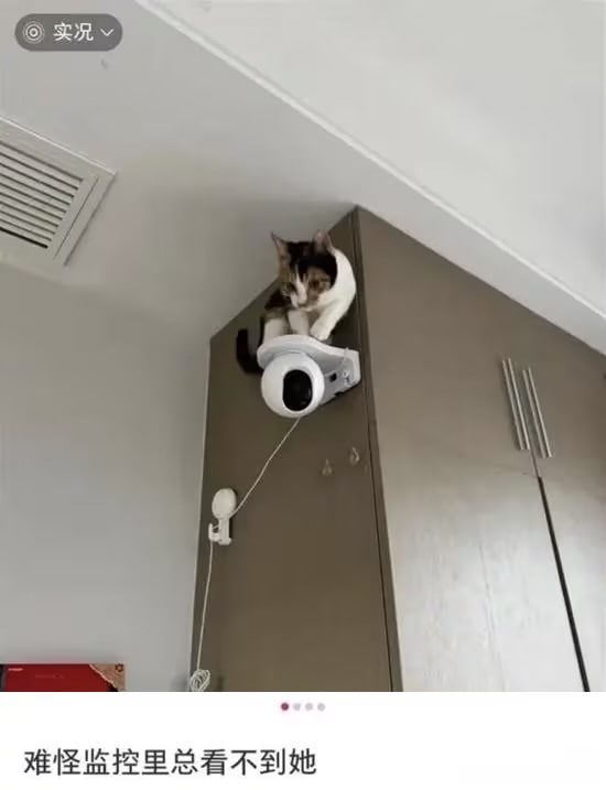 还会卡视野#猫猫