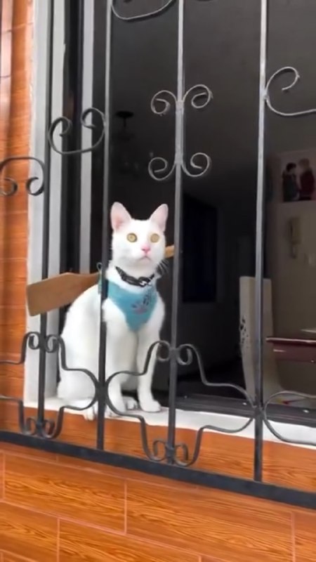 #猫猫#猫猫