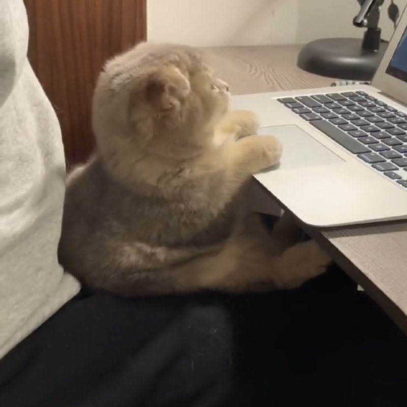 #猫猫#猫猫