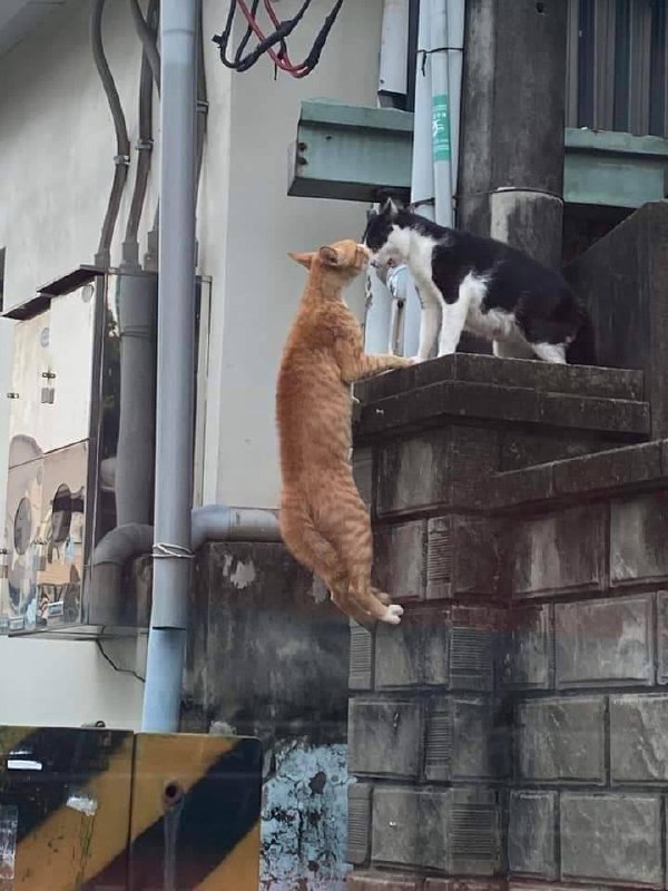 #猫猫#猫猫