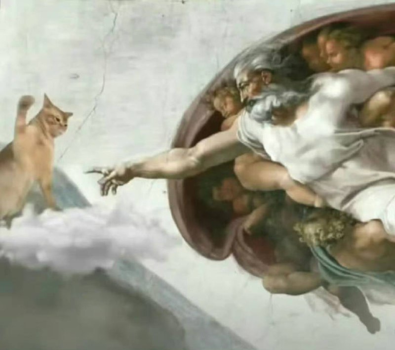 #猫猫