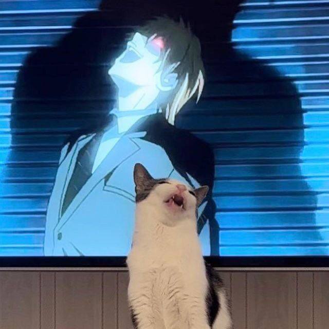 #猫猫#猫猫