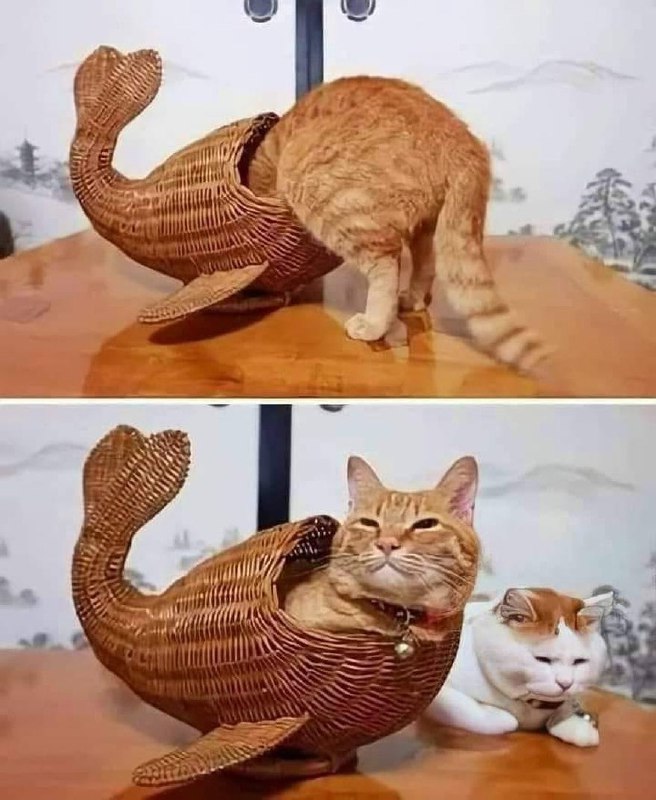 #猫猫