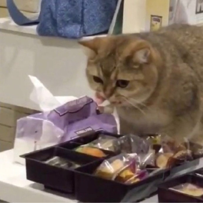 #猫猫#猫猫
