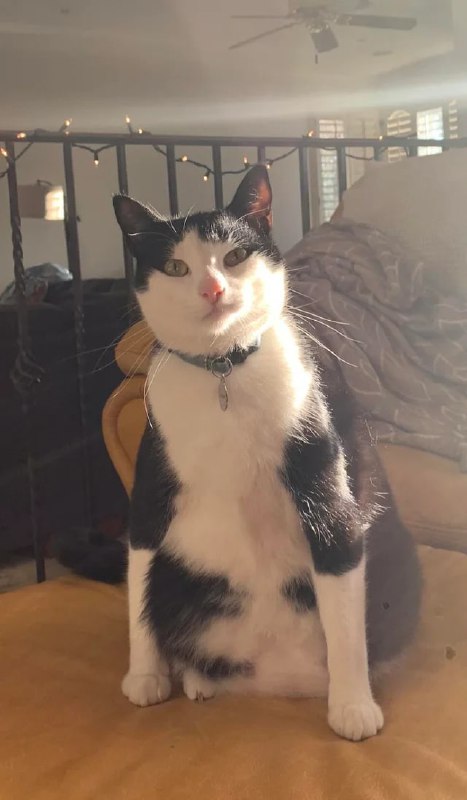 #猫猫