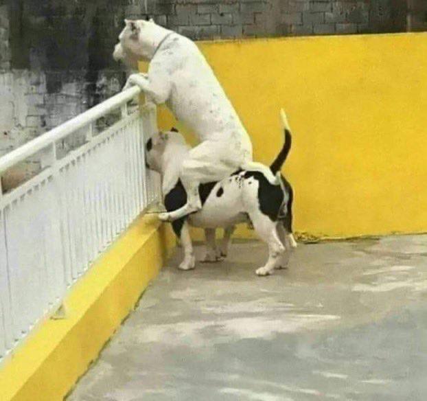 #狗狗