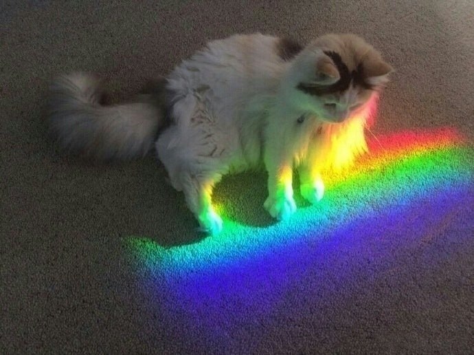#猫猫