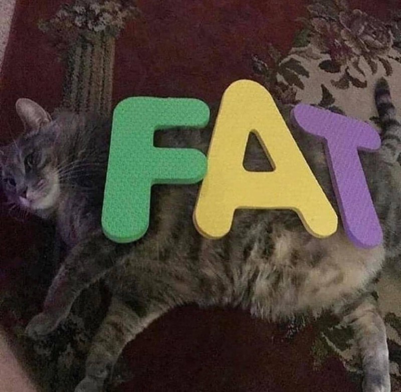 #猫猫