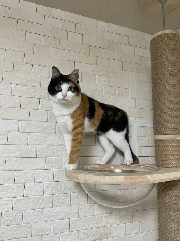 花臂 #猫猫