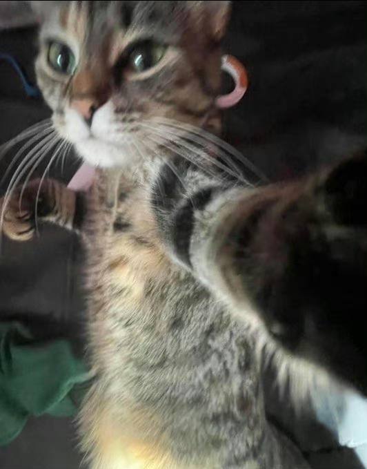 吃我一拳！#猫猫