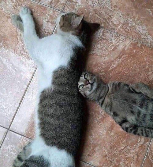 #猫猫