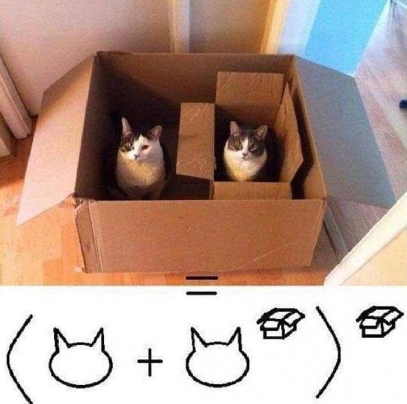🤔️#猫猫
