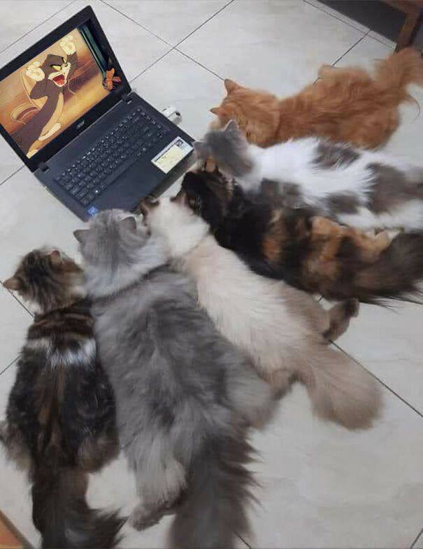 #猫猫