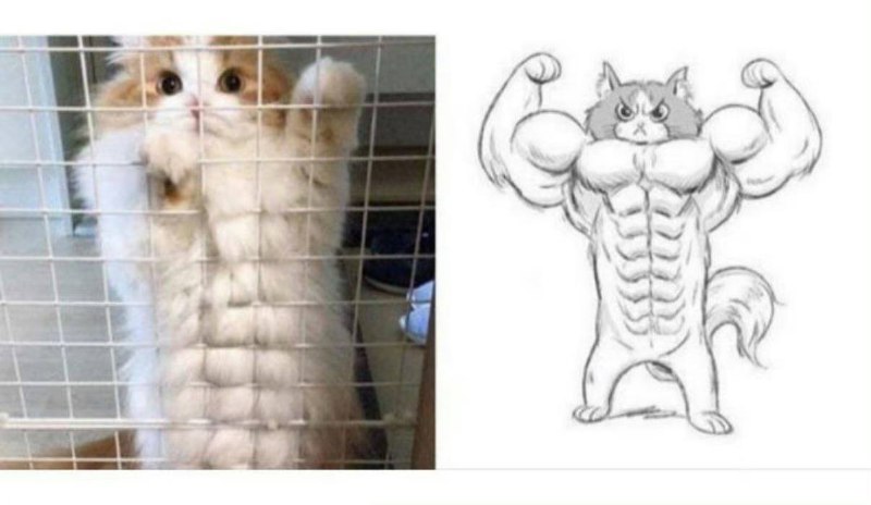 #猫猫