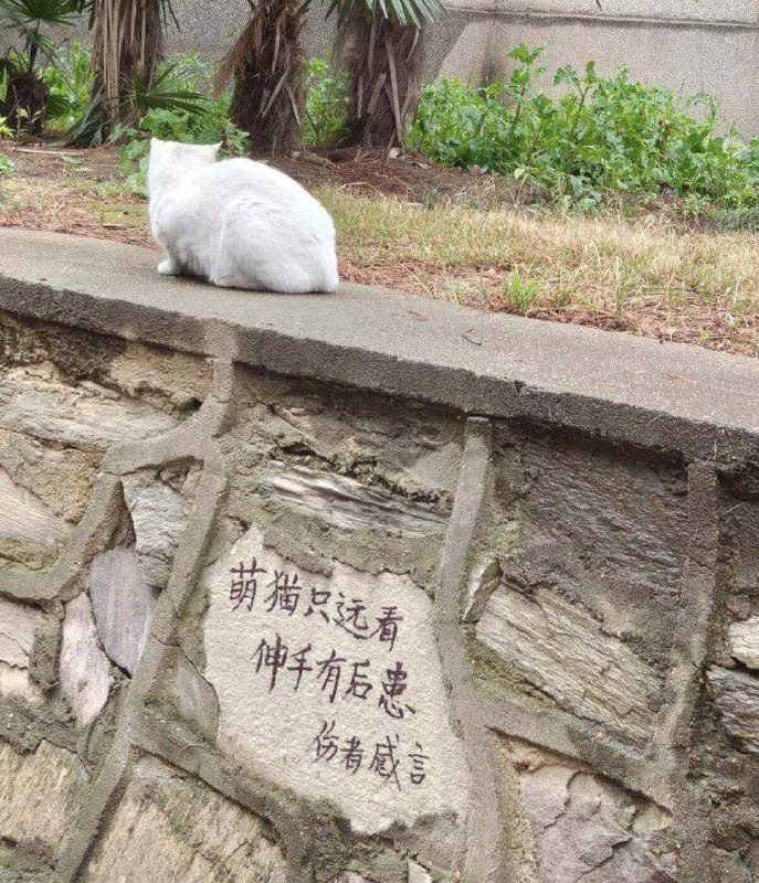 #猫猫