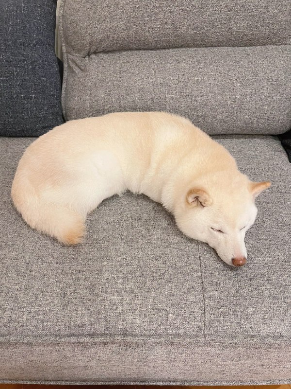 #狗狗#狗狗