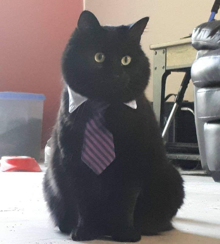 #猫猫