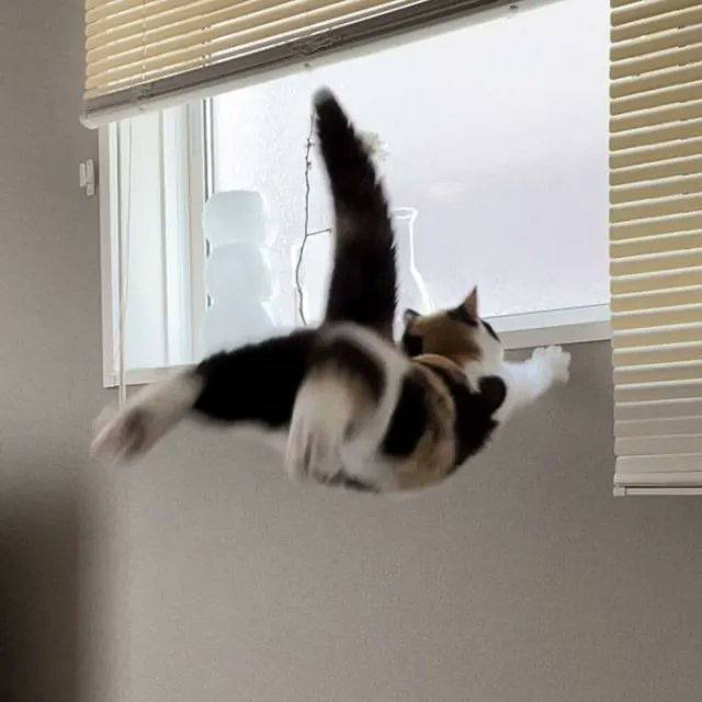NOOOOOOOO！#猫猫