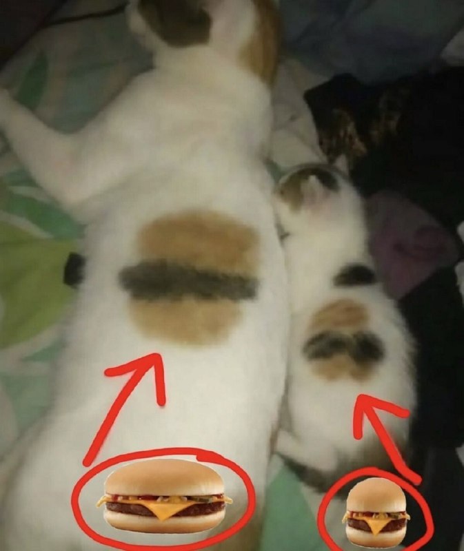 🍔#猫猫