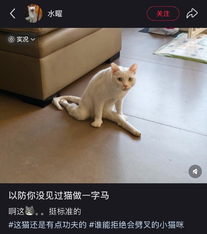 #猫猫