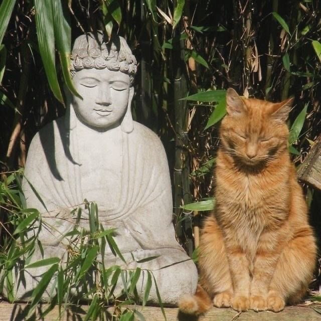 #猫猫