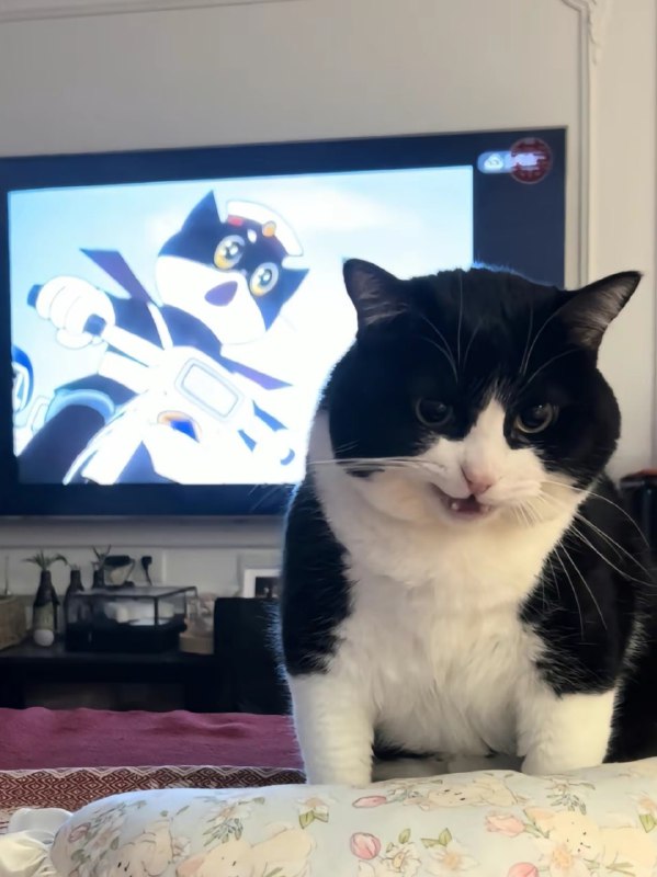 #猫猫