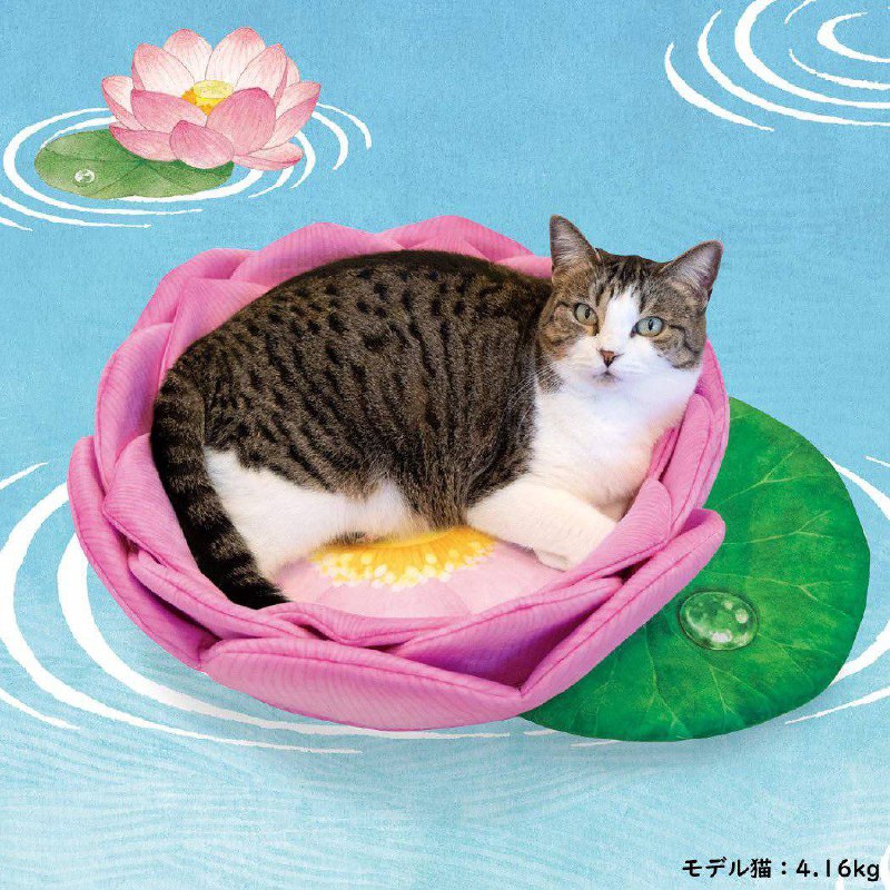 明明是同一款莲花猫窝，为什么差别这么大......😅#猫猫明明是同一款莲花猫窝，为什么差别这么大......😅#猫猫