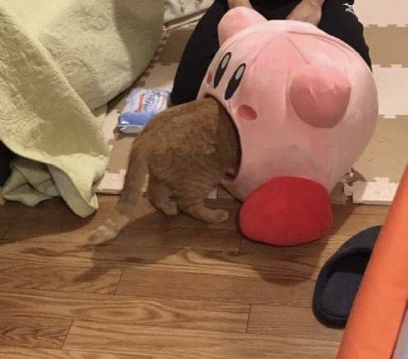#猫猫