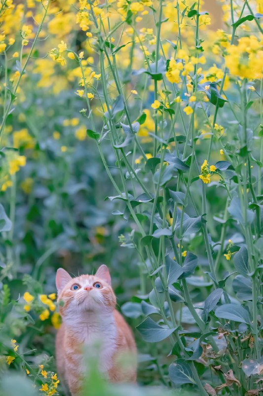 #猫猫（原图见评论区）