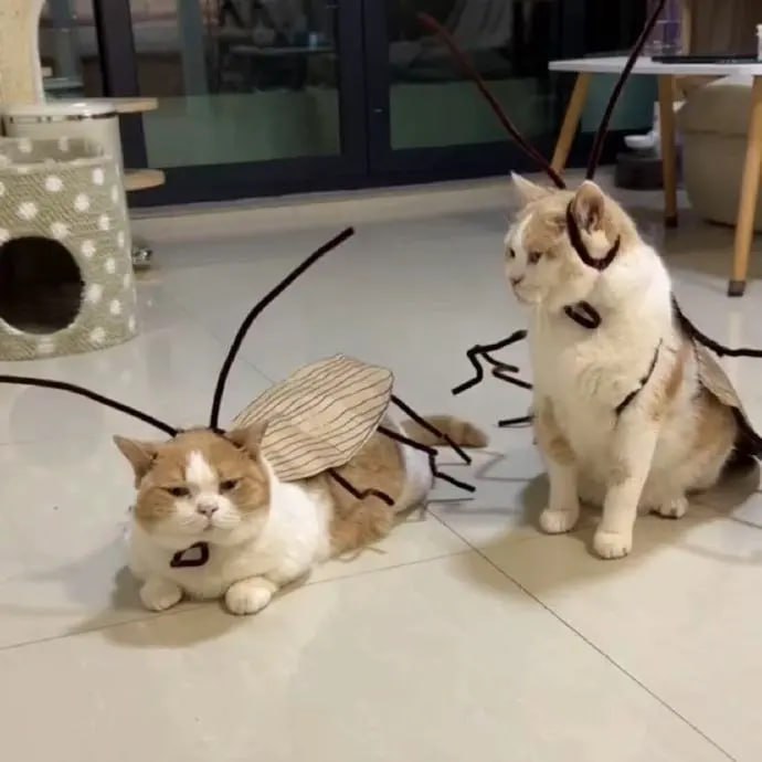 #猫猫#猫猫