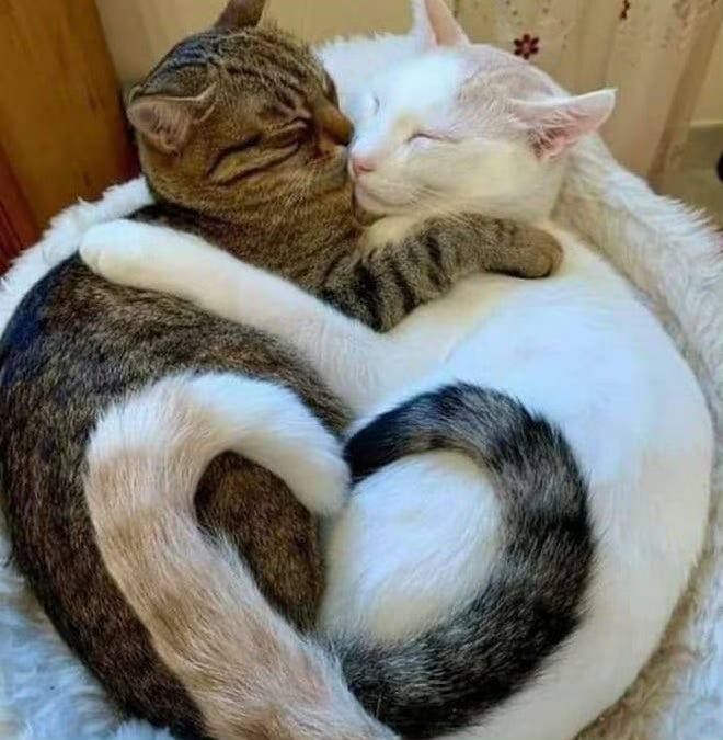 #猫猫