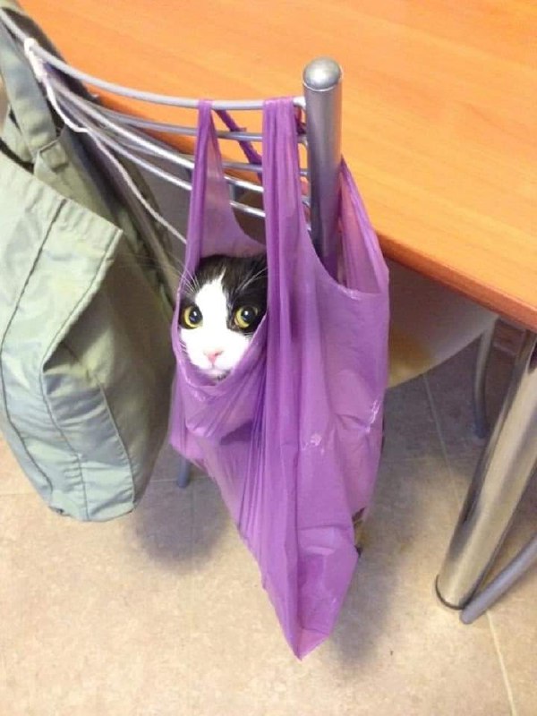 #猫猫