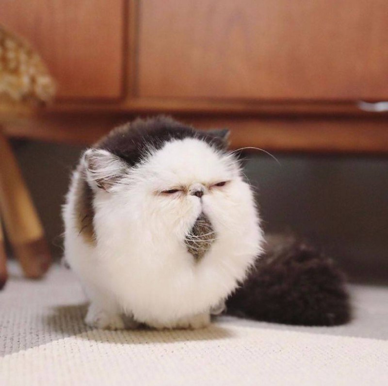 #猫猫#猫猫
