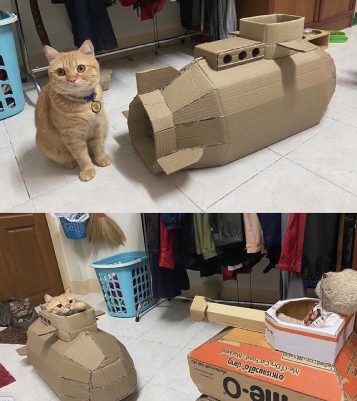 #猫猫