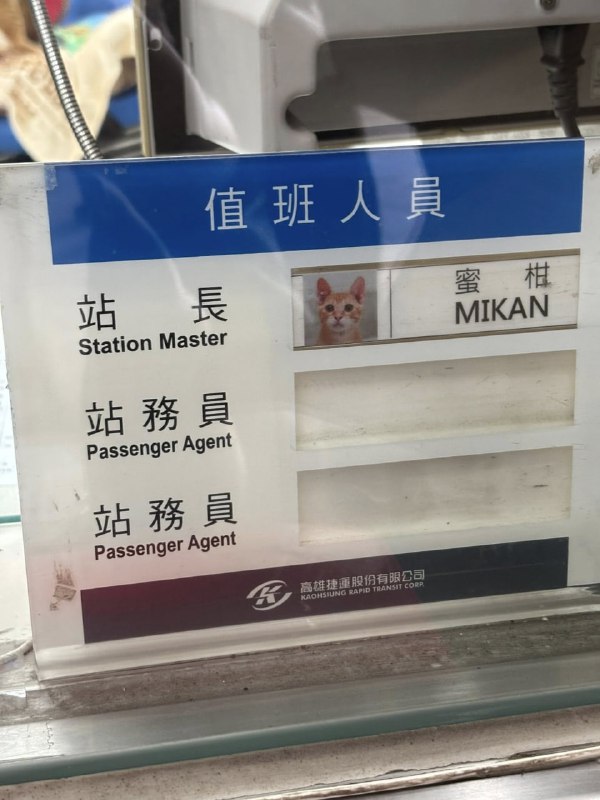 #猫猫#猫猫