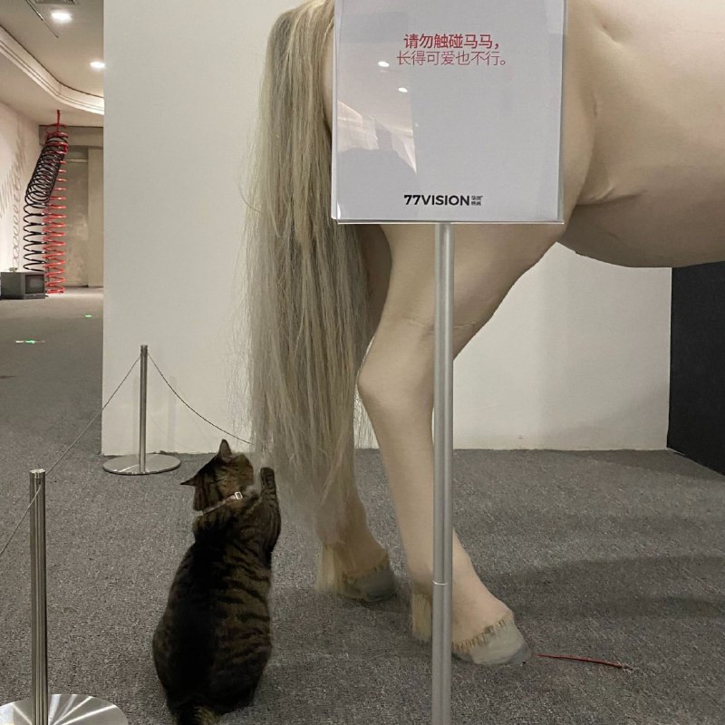 #猫猫#猫猫