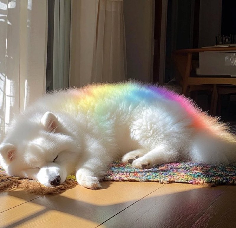 #狗狗