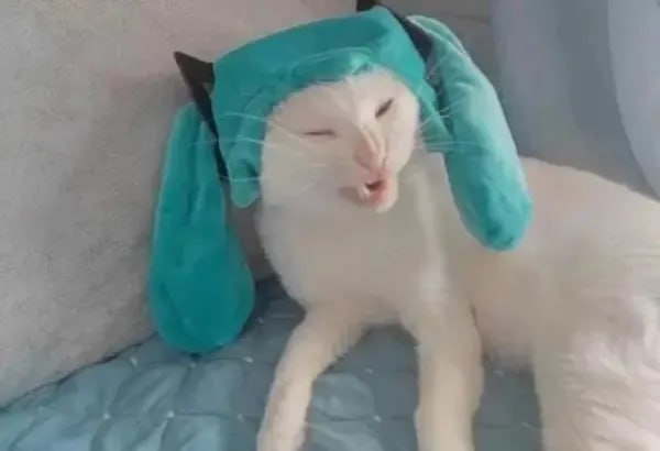 #猫猫