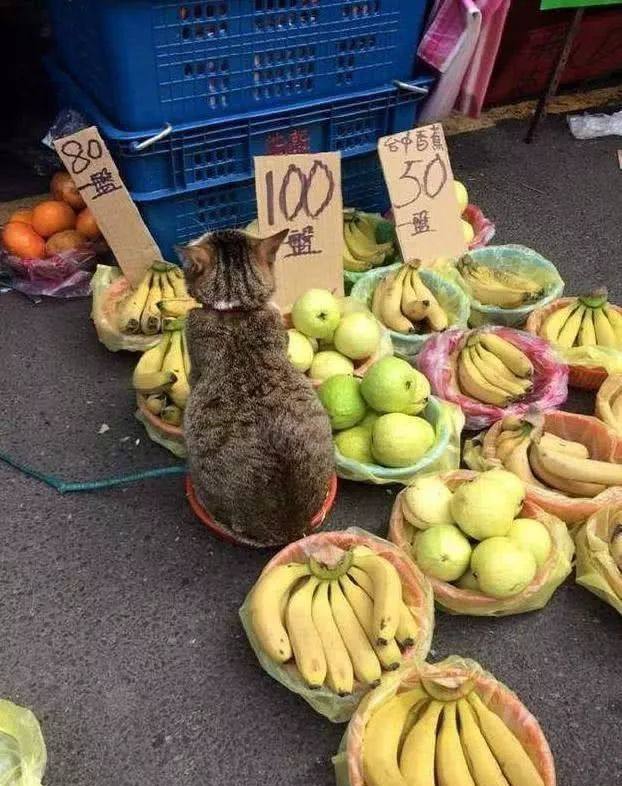 #猫猫 菜市场#猫猫 菜市场