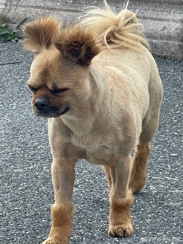 #狗狗#狗狗