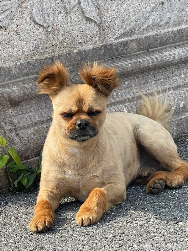 #狗狗#狗狗