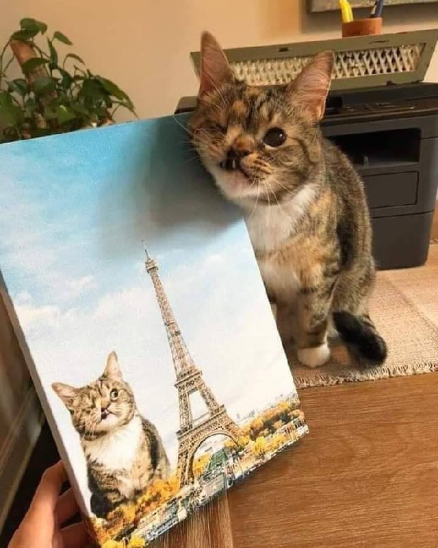 #猫猫