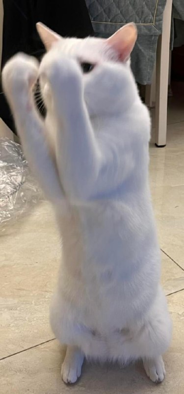 邦邦给你两拳！#猫猫邦邦给你两拳！#猫猫