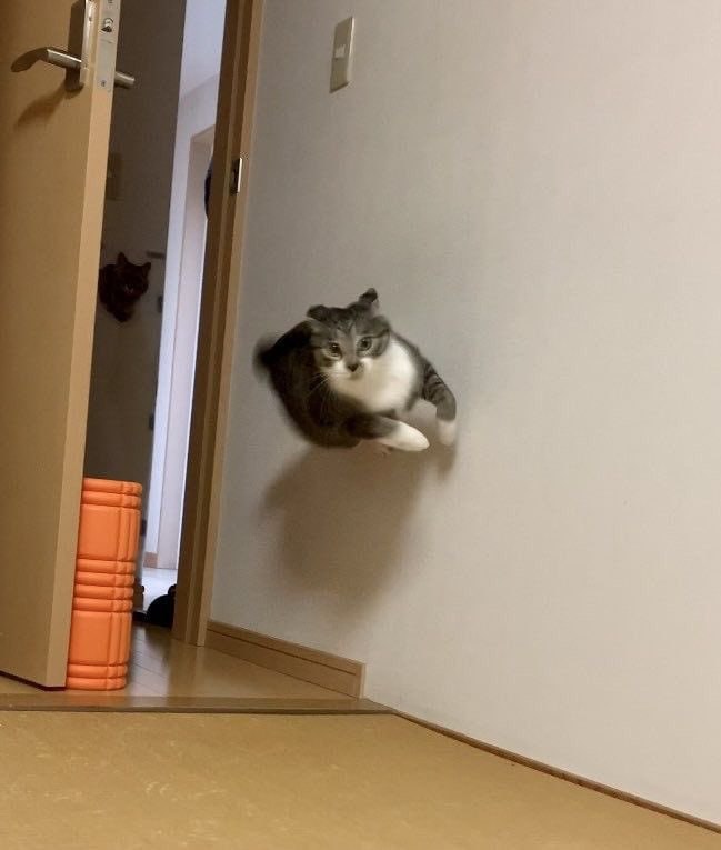 张力这一块#猫猫