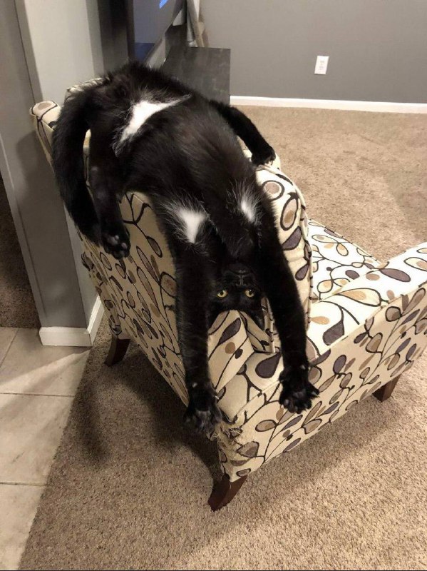#猫猫